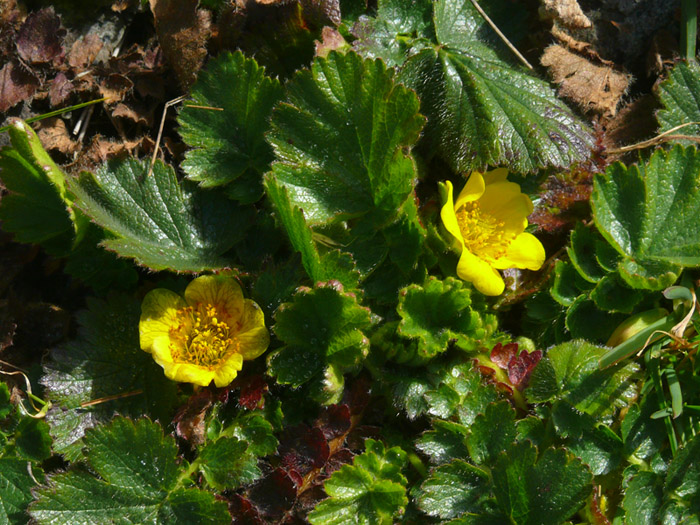 Geum montanum